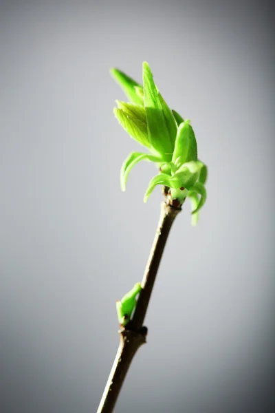 灰色の背景に、小枝の若い葉 — ストック写真