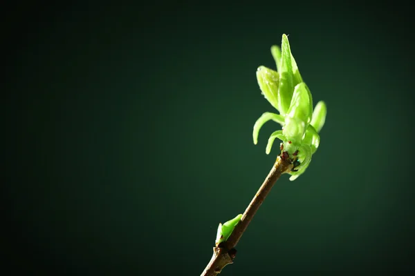 Young foliage on twig, on green background — Stock Photo, Image