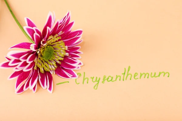 Prachtig chrysanthemum met inscriptie op papier achtergrond — Stockfoto