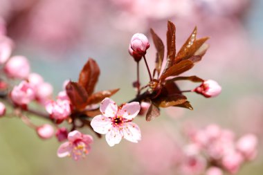 kiraz çiçekleri üzerinde bulanık doğa arka plan, yakın çekim