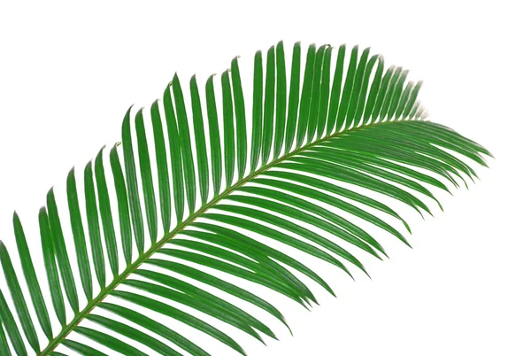 Πράσινο φύλλο του δέντρου φοίνικας σάγου απομονωθεί σε λευκό — Φωτογραφία Αρχείου