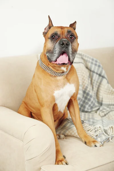 Cute dog sitting on sofa, on home interior background — Stock Photo, Image