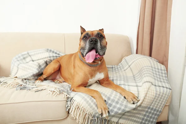 Cute dog lying on sofa, on home interior background — Stock Photo, Image