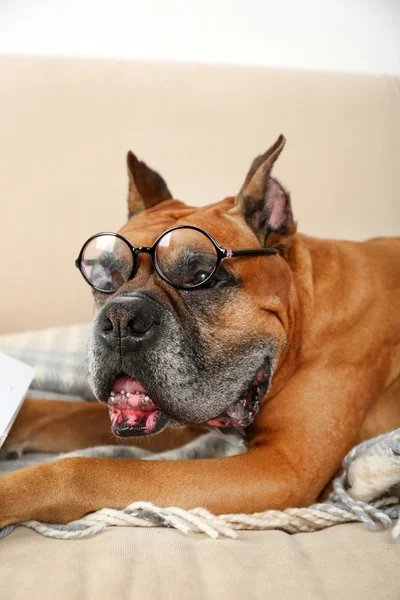 Roztomilý pes v legrační brýle sedí na pohovce, na domácí interiér pozadí — Stock fotografie