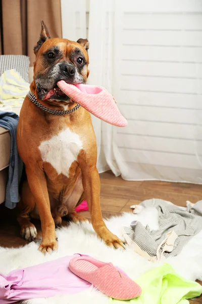 Собака разбирает одежду в грязной комнате. — стоковое фото