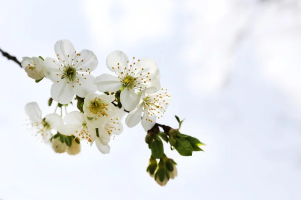 Blooming cherry tree twigs in spring on sky background — Stock Photo, Image