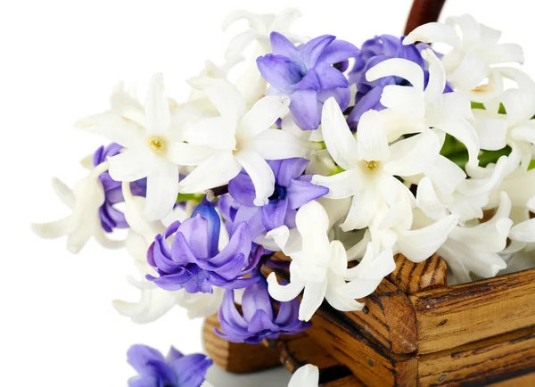 Mooie Hortensia in Houten mandje close-up — Stockfoto