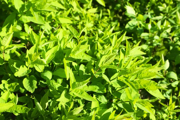 Beautiful green bush close up — Stock Photo, Image