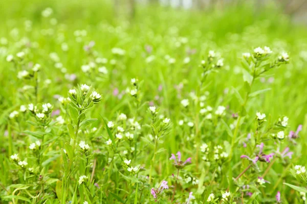 Beautiful green field with small flowers outdoors — Stock Photo, Image