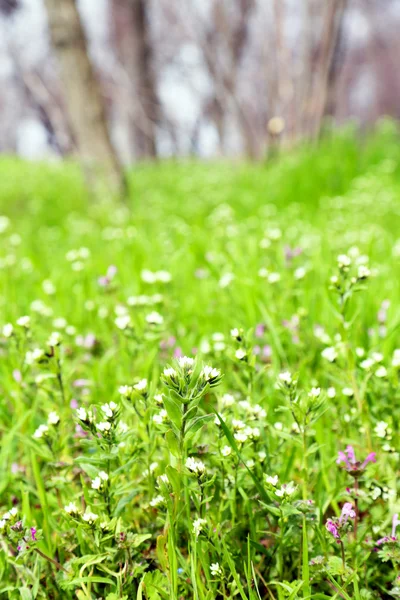 Hermoso campo verde con pequeñas flores al aire libre — Foto de Stock