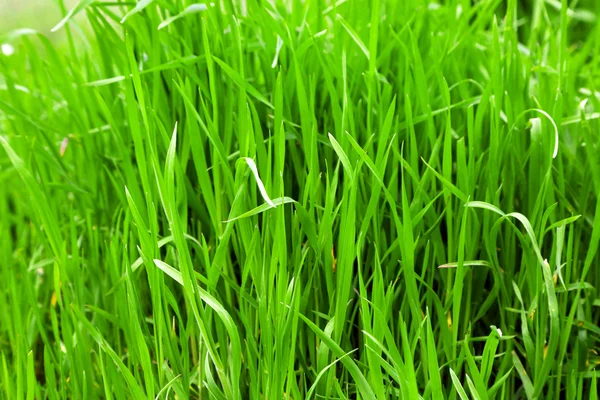 Groen gras buiten — Stockfoto