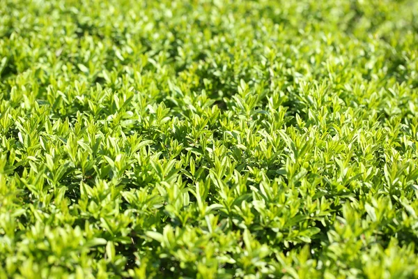 Belle foglie primaverili, da vicino — Foto Stock