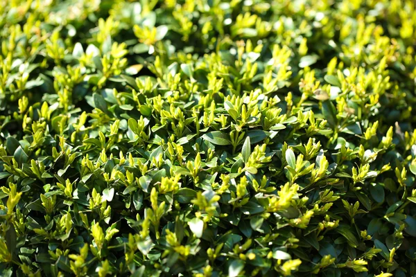 Schöne Frühlingsblätter, aus nächster Nähe — Stockfoto