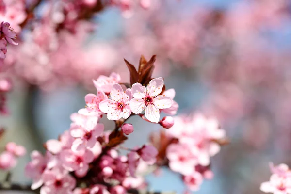 Flores de cerezo sobre el fondo borroso de la naturaleza, de cerca — Foto de Stock