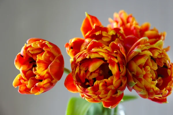 Schöne helle Tulpen auf grauem Hintergrund — Stockfoto