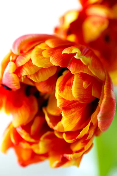 Красиві яскраві тюльпани крупним планом — стокове фото