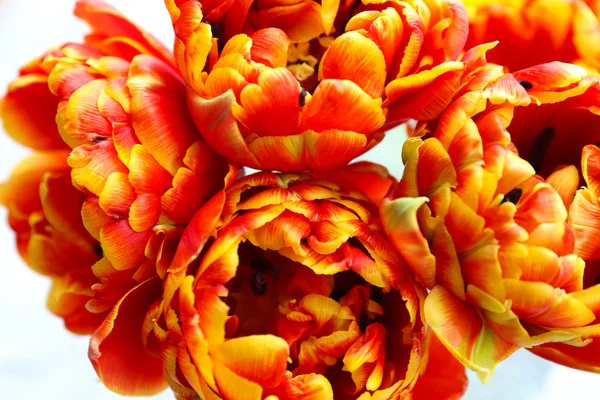 Krásné světlé tulipány zblízka — Stock fotografie