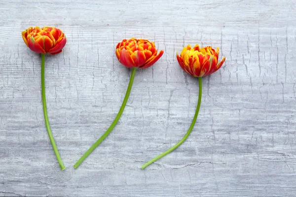 Belas tulipas brilhantes em fundo de madeira — Fotografia de Stock
