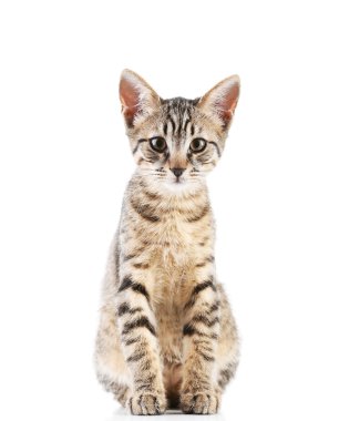 Beyaz tenli şirin kedi yavrusu.