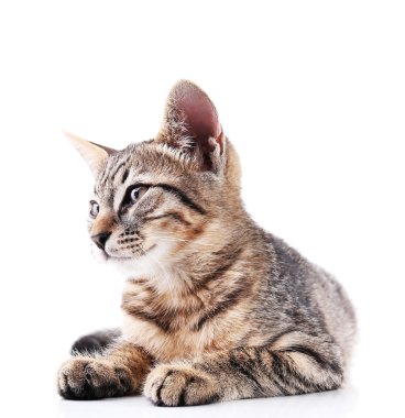 Beyaz tenli şirin kedi yavrusu.