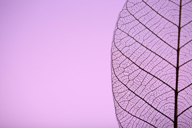 İskelet yaprağı mor arka plan, yakın çekim