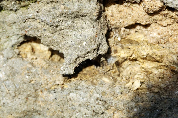 Cement getextureerde muur achtergrond — Stockfoto