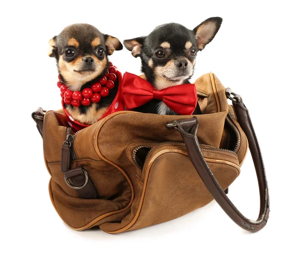 Cute chihuahua puppies — Stock Photo, Image