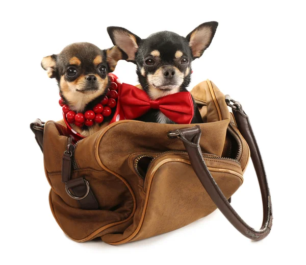 Cute chihuahua puppies — Stock Photo, Image