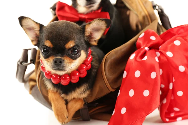 Cachorros chihuahua bonitos — Fotografia de Stock