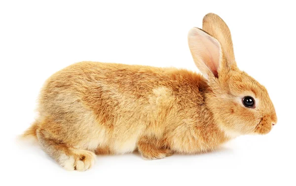 Cute brown rabbit — Stock Photo, Image