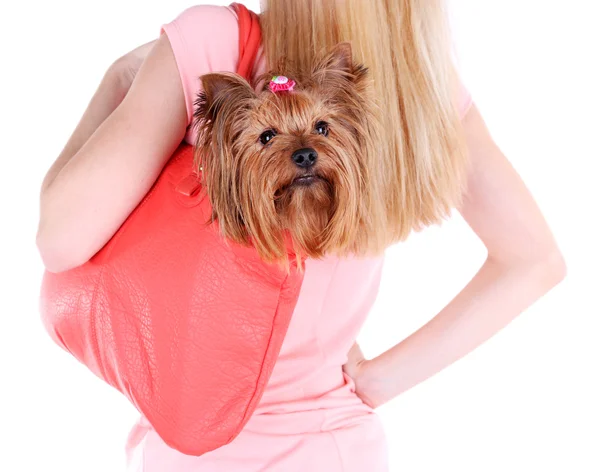 Terrier carino dello Yorkshire — Foto Stock