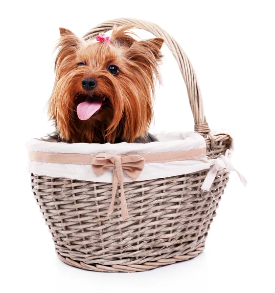 Cute Yorkshire terrier — Stock Photo, Image