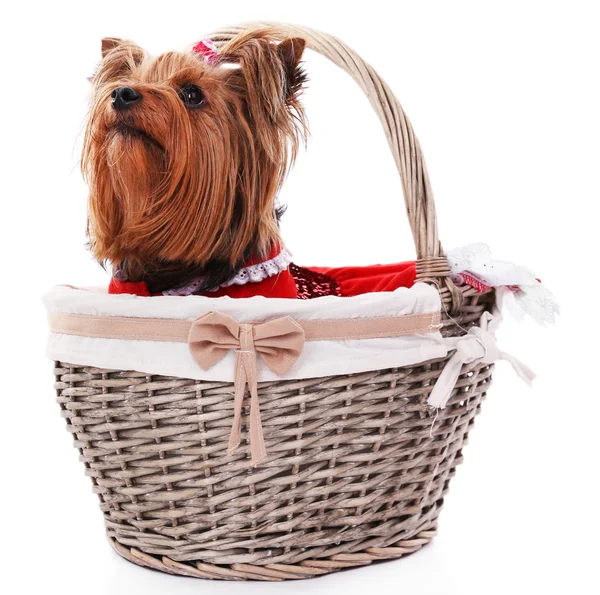 Cute Yorkshire terrier — Stock Photo, Image