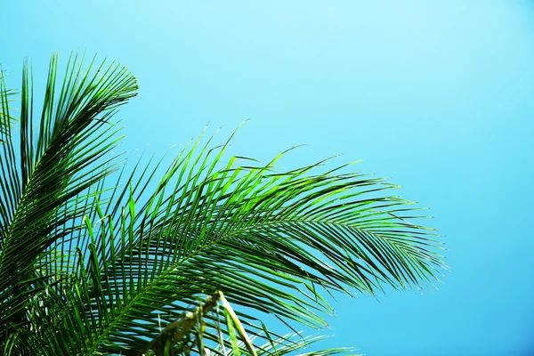 Foglie di palma e cielo blu — Foto Stock