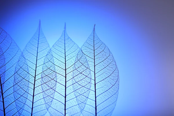 Skeleton leaves on blue background, close up — Stock Photo, Image