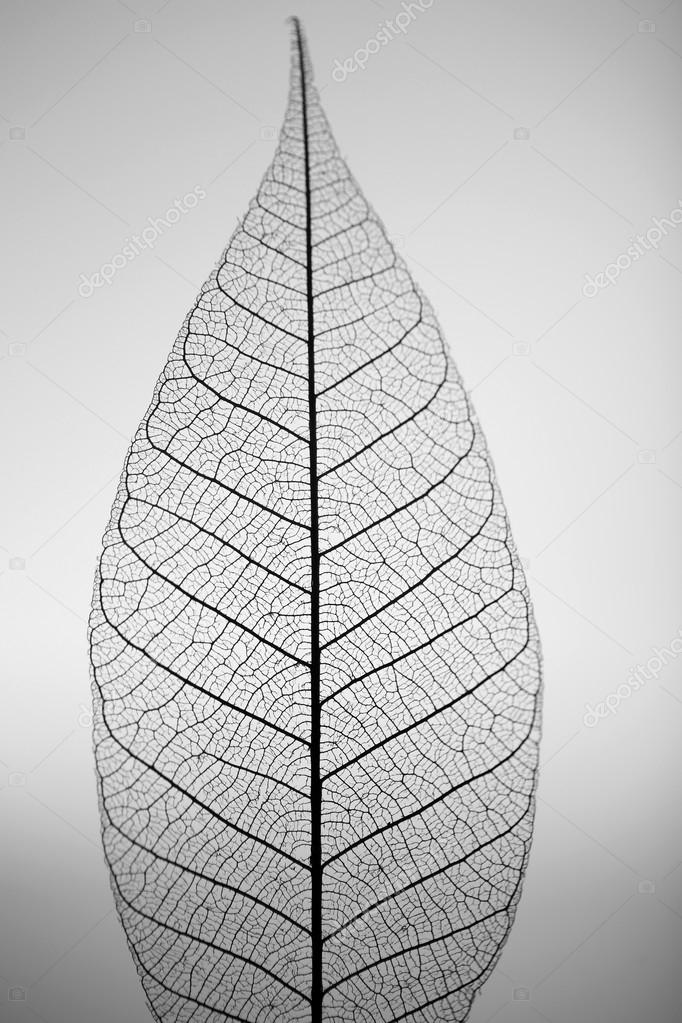 Skeleton leaf on grey background, close up