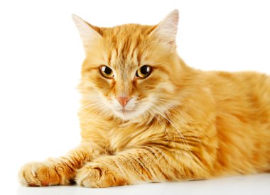 beyaz izole kırmızı kedi