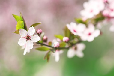 bulanık doğa arka plan üzerinde kiraz çiçekleri