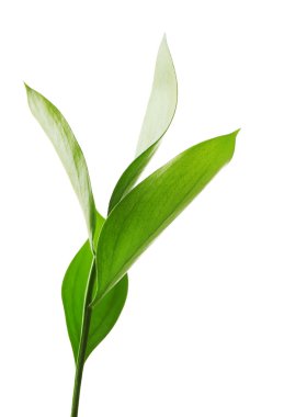 Taze yeşil yapraklı dal