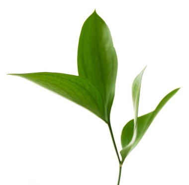 Taze yeşil yapraklı dal