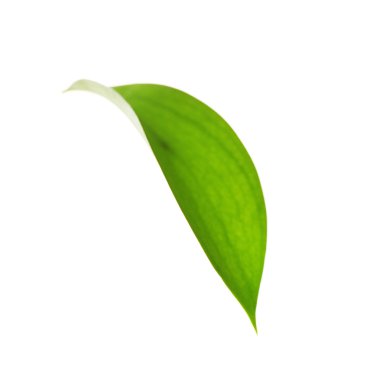 Yeşil yaprak, kapat