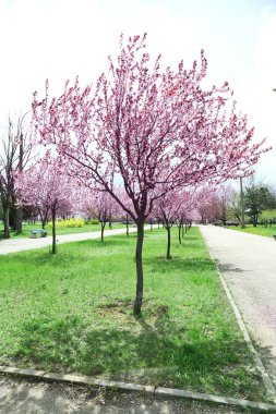 çiçekli ağaçlar Park