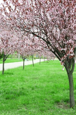 çiçekli ağaçlar Park