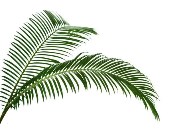 Groene palmtakken — Stockfoto