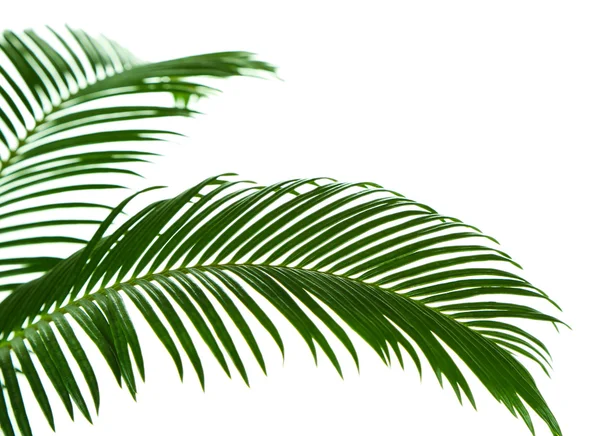 Grüne Palmzweige — Stockfoto