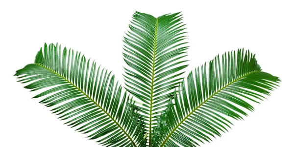 Gröna palmkvistar — Stockfoto