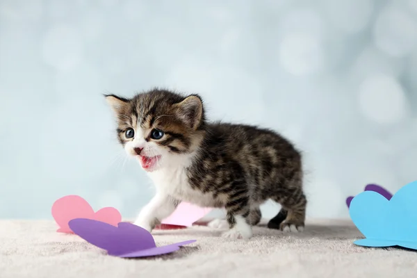 Leuk weinig katje — Stockfoto