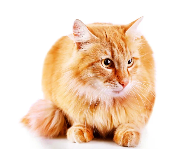 Red cat isolated on white — Stock Photo, Image