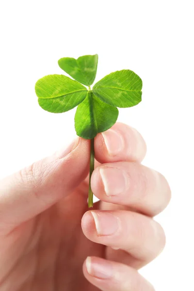 Hand holding green clover leaf — Stock Photo, Image