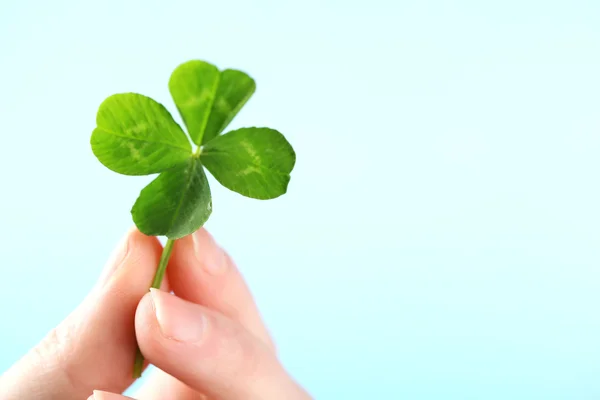 Mano sosteniendo hoja de trébol verde —  Fotos de Stock